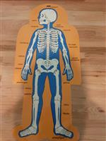 skeleton 